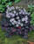 Oxalis Triangularis
