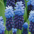 Muscari latifolium