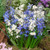 Scilla siberica 'Alba'