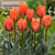 Tulip Princess Irene 10/11cm
