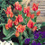 Tulip 'Toronto'
