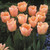 Tulip 'Apricot Beauty'