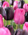 Tulip Queen of Night (Saver Sized Bulbs)