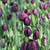 Tulip Queen of Night (Saver Sized Bulbs)