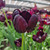 Tulip Queen of Night (Saver Sized Bulbs)