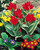 Tulip Praestans Unicum
