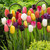 Tulips Single Late Mix