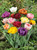 Double Late Tulips Mixed (Saver Sized Bulbs)