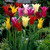 Lily Flowering Tulips Mixed (Saver Sized Bulbs)