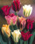 Tulip Viridiflora Mixed 10/11cm