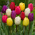 Tulip Triumph Mixed Tulips (Saver Sized Bulbs)