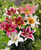 Lilium Mixed Goliath OT Chicago 16/18cm