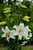 Lilium Casa Blanca