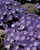 Campanula carpatica