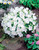 Campanula carpatica f.alba