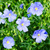 Linum perenne