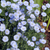 Linum perenne