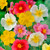 Helianthemum (Sun Rose) 5cm Modules
