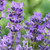 Lavender Munstead (5cm Modules)