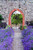 Lavender Munstead (5cm Modules)