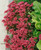 Sedum spurium