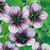 Geranium 'Salome'