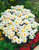 Marguerite Silver Princess