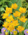 Trollius Golden Queen