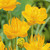 Trollius Golden Queen