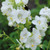 Polemonium White Pearl