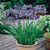 Agapanthus Blue Peter