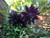 Aquilegia vulg. Black Barlow