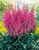 Astilbe A Erika