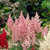 Astilbe pink