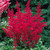 Astilbe Red