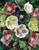 Helleborus Orientalis Mixed (Lenten Rose)