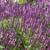 Salvia nemorosa Rose Queen