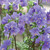 Polemonium Purple Rain