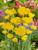 Achillea filipendulina 'Cloth of Gold'