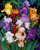 Iris germanica Mixed