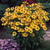 Helenium Gold Rush