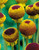 Helenium puberulum 'Autumn Lollipop'