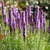 Liatris Spicata