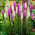 Liatris Spicata