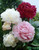 Paeonia 'Alba Plena'