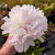 Paeonia 'Alba Plena'
