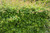 Hawthorn Hedging (40-60cm)