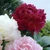Paeonia lactiflora 'Rubra Plena'