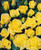 Rose Chinatown