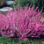Calluna vul. 'Elise Purnell'